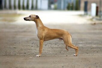 Whippet Male