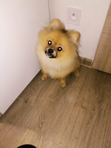 Pomeranian