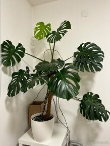 Monstera