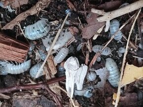 Armadillidium vulgare magic potion