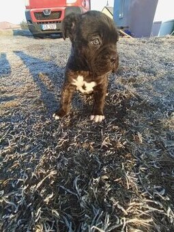 Cane Corso