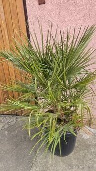 palma chamaerops humilis