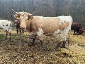 Prodám březí masnou jalovici 50% charolais