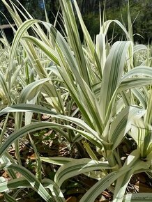 ARUNDO DONAX PANAŠOVANÝ - 1