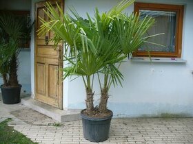 Palma  trachycarpus fortunei skupina 2ks