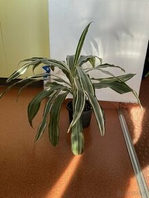 Dracena fragrans