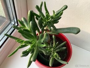 Crassula hobbit