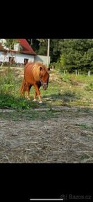 Shetland pony