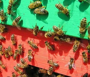 Včelstva-včely