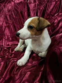 Jack Russell Terrier JRT Jack Rusel Terier - 1