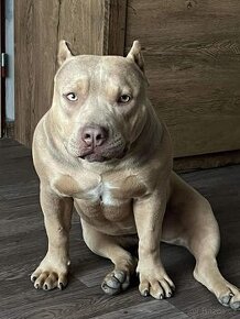 American Bully s PP