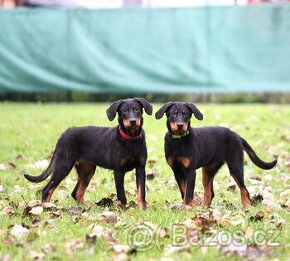 Štěňata francouzského ovčáka Beaucerona z PP