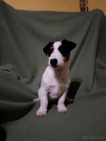 Jack Russell Terrier JRT Jack Rusel Terier