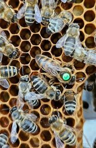 včelí oddělky    včely   včelstva