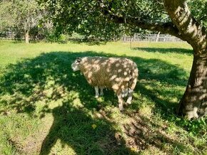 Plemenný beran Texel