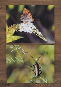 Dvě autorské fotografie v kliprámech 30x50 cm