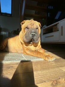 Šteniatka sharpei, sarpej, Shar-pei