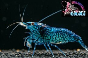 Krevetky Neocaridina a Caridina import z Taiwanu