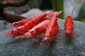 Krevetky - Red cherry - Neocaridina davidi