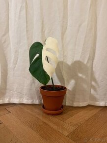 panašovaná monstera deliciosa albo variegata