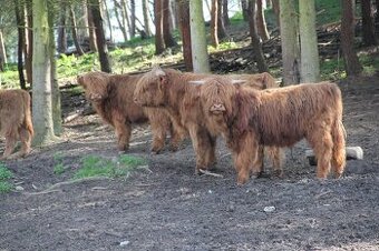 Highland býčci - 1