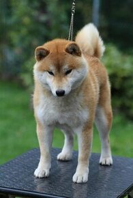 Shiba Inu s PP FCI - 1