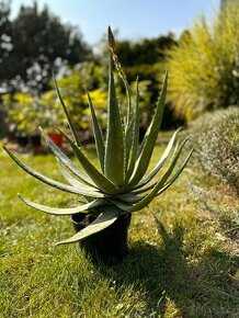 Aloe vera - 1