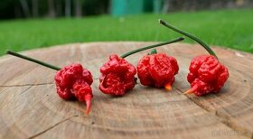 Chilli semena - Semínka chilli papričky • CERTIFIKOVANÁ •