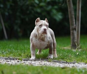 American Bully