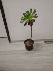 Prodám sukulenty Aeonium arboreum