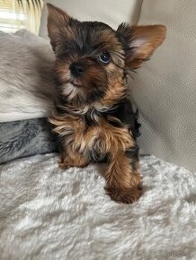 Biewer Yorkshire terrier