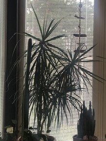 Dracena