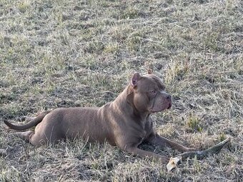 American bully pocket