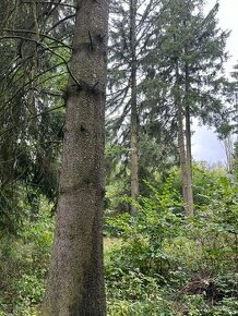 Prodej lesního pozemku k.ú. Otěvěky, obec Žďár okr.Rakovník - 1