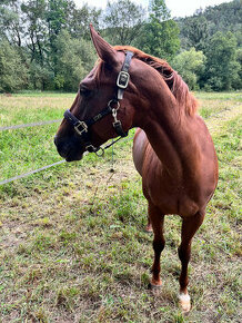 Hodná kobylka, 6 let, Quarter Horse: CAT ACRES TR