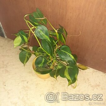 Philodendron Brasil - 1