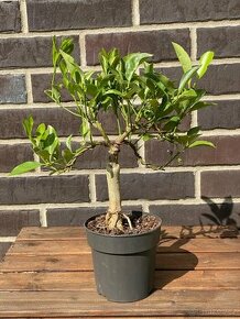 Pokojová pre-bonsai Kumquat