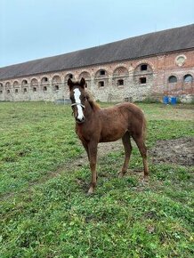 Perspektivní pony  klisna