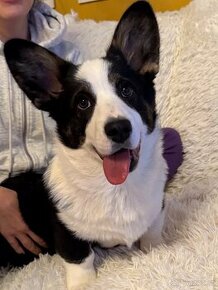 Welsh corgi cardigan.