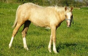 Prodám klisnu welsh pony, sekce B s PP. - 1