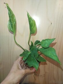 Epipremnum Aureum Shangri-La / Godzilla 001 - 1