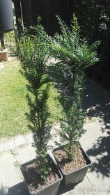 Tis červený-Taxus baccata