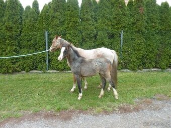 Welsh pony sekce B