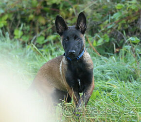 Belgický ovcák Malinois pejsek