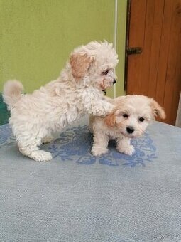 Maltipoo