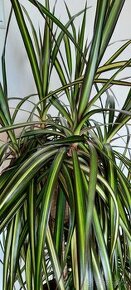 Dracena marginata tricolor, dva kmeny, 100 cm - 1