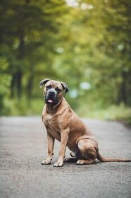 Pes Cane Corso ke krytí - 1