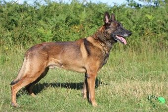 Krytí - belgický ovčák malinois