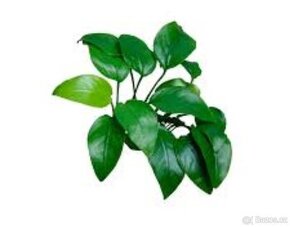 Anubias