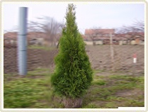 Thuja occ. Smaragd